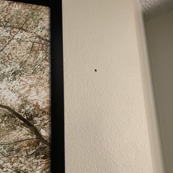 Residence Inn by Marriott Durango - Smashed bug in the wall.