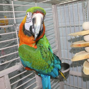 Feathered Friends - McCaw - Pet Adoption Near Me - Kingman, Arizona Feathered Friends - McCaw - Pet Adoption Near Me - Kingman, Arizona