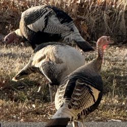 All Chay - Wild turkeys