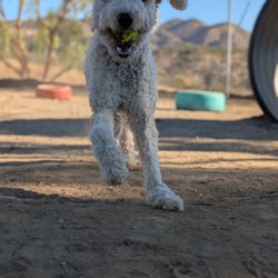 Bouquet Canyon Kennels - Goofy puppy!