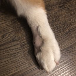 Bite left on my dog's paw Bite left on my dog's paw