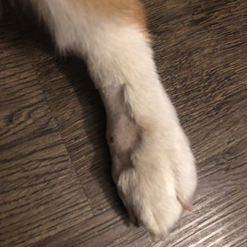 Las Palmas Dog Park - Bite left on my dog's paw - Dog Parks Near Me - Sunnyvale, California Las Palmas Dog Park - Bite left on my dog's paw - Dog Parks Near Me - Sunnyvale, California