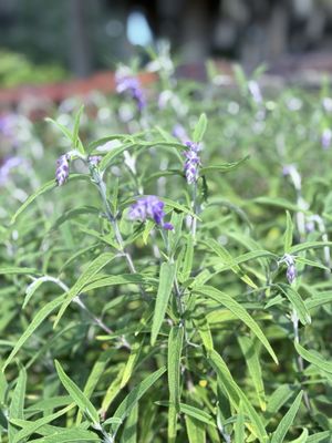 Brookgreen Gardens by null
