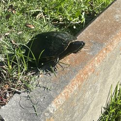 Mr. Turtle!!