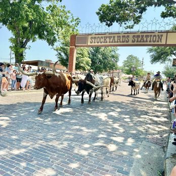 The Stockyards - Cattle drive - Local Flavor Near Me - Fort Worth, Texas The Stockyards - Cattle drive - Local Flavor Near Me - Fort Worth, Texas
