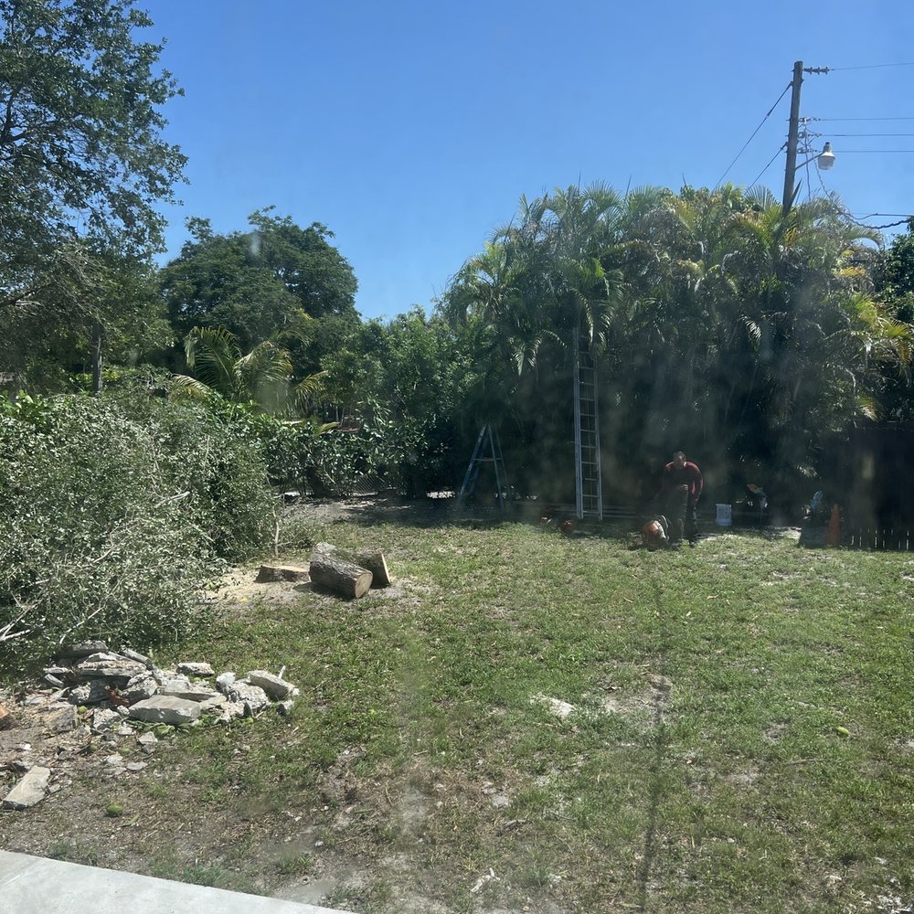 Rapid 1 Tree Service - After trimming - Gardeners Near Me Rapid 1 Tree Service - After trimming - Gardeners Near Me