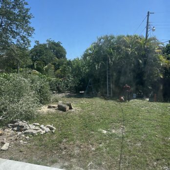Rapid 1 Tree Service - After trimming - Gardeners Near Me Rapid 1 Tree Service - After trimming - Gardeners Near Me