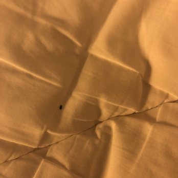 DoubleTree by Hilton Newark Penn Station - Droppings under the bed sheet that management claimed to be "plastic" - Hotels Near Me - Newark, New Jersey DoubleTree by Hilton Newark Penn Station - Droppings under the bed sheet that management claimed to be "plastic" - Hotels Near Me - Newark, New Jersey