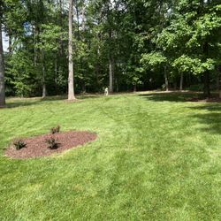 Grizzly Tree Removal  Service
