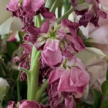 STEM Floral - Florists Near Me - San Diego, California STEM Floral - Florists Near Me - San Diego, California
