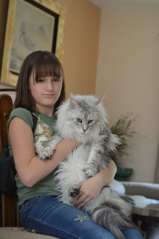 VC Fluffy Maine Coons - pet boarding facility in Morrison, CO