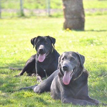 Paws & Stay Bark and Breakfast - Grizz & Ralf! - Pet Transportation Near Me - Toledo, Washington Paws & Stay Bark and Breakfast - Grizz & Ralf! - Pet Transportation Near Me - Toledo, Washington