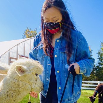 Bluebird Farm Alpacas - Walking with Alpaca - Attraction Farms Near Me - Peapack, New Jersey