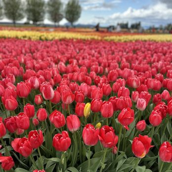 Tulip Town - Botanical Gardens Near Me - Mount Vernon, Washington Tulip Town - Botanical Gardens Near Me - Mount Vernon, Washington