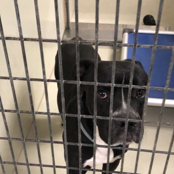 ACCT Philly - Animal Shelters Near Me - Philadelphia, Pennsylvania ACCT Philly - Animal Shelters Near Me - Philadelphia, Pennsylvania