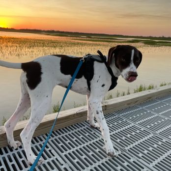 Hays County Kennels - Pet Training Near Me