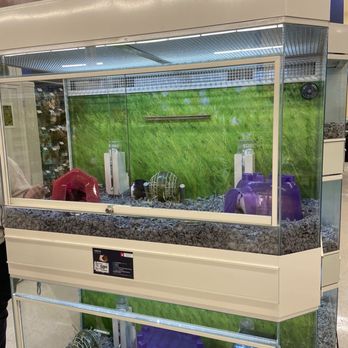 PetSmart - About 6 Guinea pigs in top tank with not nearly enough hay which is 90% of their diet - Pet Stores Near Me - Everett, Massachusetts
