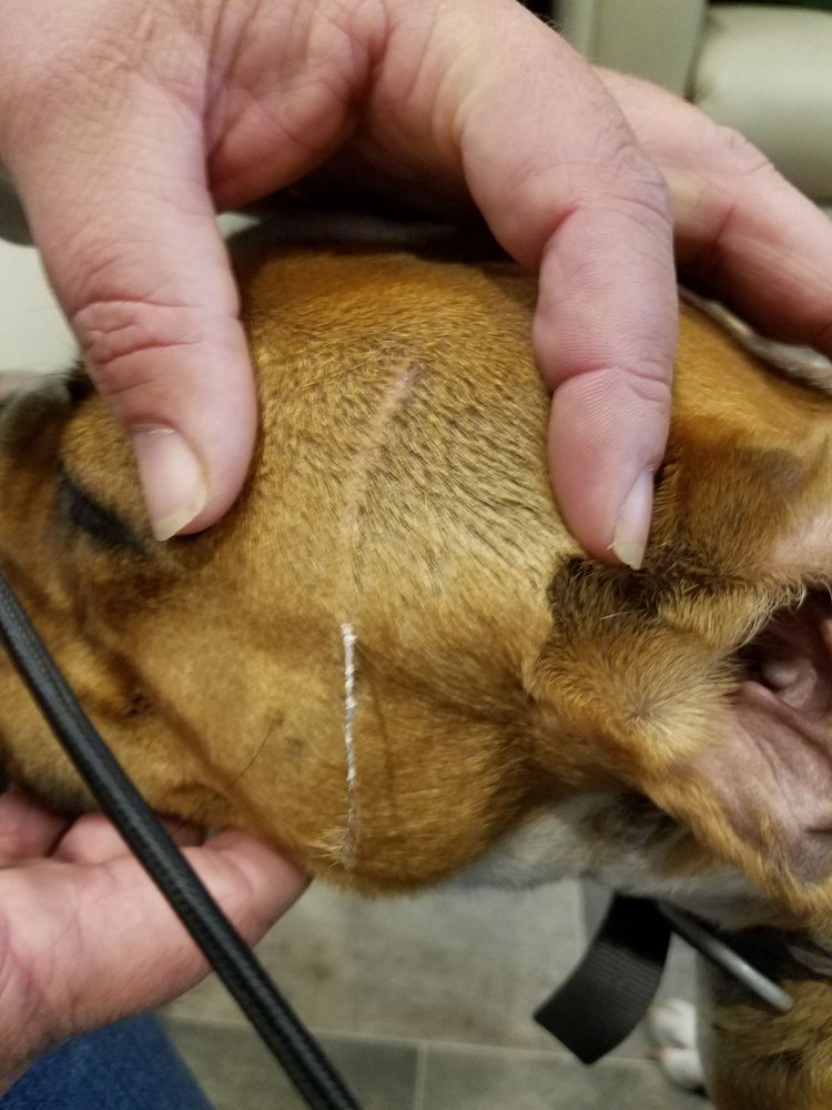 HOME AWAY FROM HOME PET HOTEL Updated April 2024 2409 Gilmore Ave