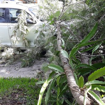 ABC 1-2-Tree - Tree Services Near Me - Saint Petersburg, Florida ABC 1-2-Tree - Tree Services Near Me - Saint Petersburg, Florida