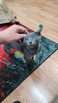 Catnip Cat Cafe by null