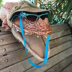 Paper Merchant - Izzy the alligator