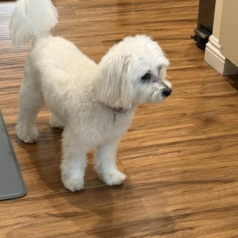 Shears & Hounds - Pet Groomers Near Me Shears & Hounds - Pet Groomers Near Me