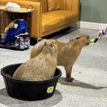 Capybara Cafe - Themed Cafes Near Me - St. Petersburg, Florida Capybara Cafe - Themed Cafes Near Me - St. Petersburg, Florida