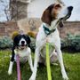 Photo of Comfort Zone Sitters