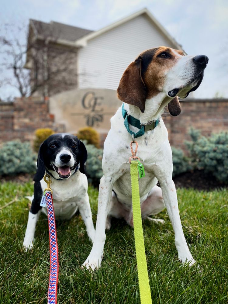 Comfort Zone Sitters - pet boarding facility in Indianapolis, IN
