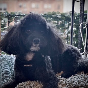 Groom-Groom - Pet Groomers Near Me Groom-Groom - Pet Groomers Near Me