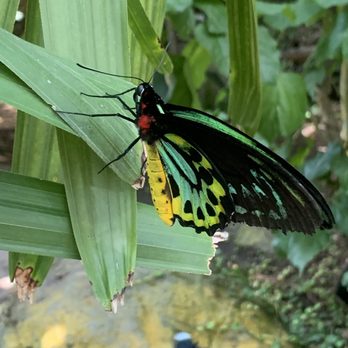Six Flags Discovery Kingdom - Butterfly enclosure - Amusement Parks Near Me - Vallejo, California Six Flags Discovery Kingdom - Butterfly enclosure - Amusement Parks Near Me - Vallejo, California
