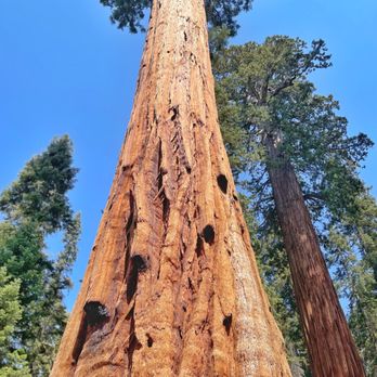 Big Trees Trail - Hiking Near Me - Three Rivers, California Big Trees Trail - Hiking Near Me - Three Rivers, California
