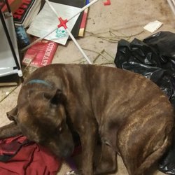 Sacramento Area Animal Coalition - Owner has been hospitalized belated up on the street and has a history of dog pound stays no updated paper work and dog has been injured sev