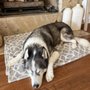 Photo of Fresh Pup Spa