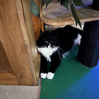 Naughty Cat Cafe - Coffee & Tea Near Me - Chattanooga, Tennessee Naughty Cat Cafe - Coffee & Tea Near Me - Chattanooga, Tennessee