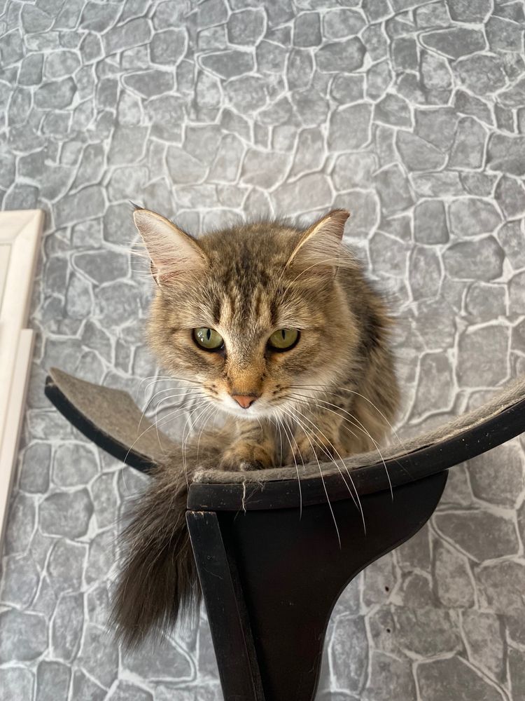 KITTY QUEEN CAT RESCUE Updated October 2024 11 Photos 4552