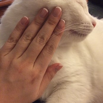 Nail Ridge - Even my kitty agrees that my French mani is on point as usual :) - Nail Salons Near Me - Port Chester, New York Nail Ridge - Even my kitty agrees that my French mani is on point as usual :) - Nail Salons Near Me - Port Chester, New York