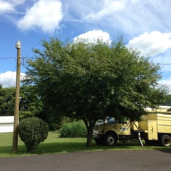 The Tree Doctor - before