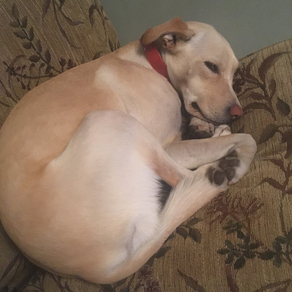 Karma Dog Training - Ela (5 year old Lab mix) - Pet Training Near Me - Pasadena, California Karma Dog Training - Ela (5 year old Lab mix) - Pet Training Near Me - Pasadena, California