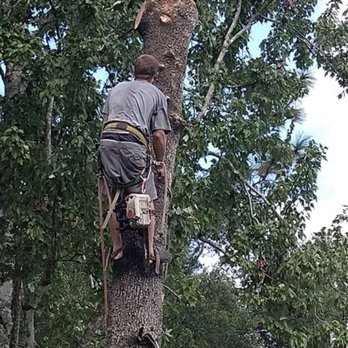 Rons Quality Tree Service - Tree Services Near Me - Orlando, Florida Rons Quality Tree Service - Tree Services Near Me - Orlando, Florida