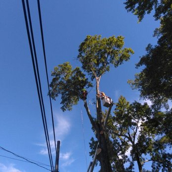 Pinky’s Tree Service - Tree Services Near Me Pinky’s Tree Service - Tree Services Near Me