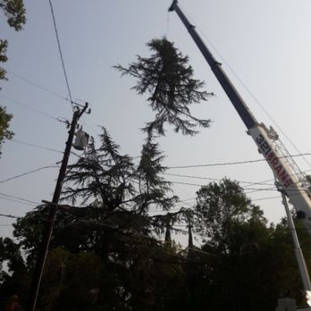Bud's Tri-County Tree Services - Tree Services Near Me - West Sacramento, California Bud's Tri-County Tree Services - Tree Services Near Me - West Sacramento, California