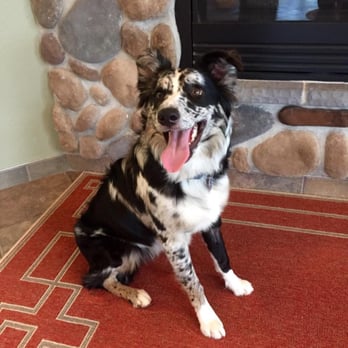 Badger Veterinary Hospital - Veterinarians Near Me - Cambridge, Wisconsin Badger Veterinary Hospital - Veterinarians Near Me - Cambridge, Wisconsin