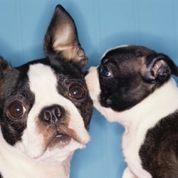 Central Austin Pets