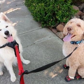 Jen's Dog Walking Service - Pals Laika and Cato share the limelight - aren't they adorable? Ashley gets credit for the photo. - Dog Walkers Near Me Jen's Dog Walking Service - Pals Laika and Cato share the limelight - aren't they adorable? Ashley gets credit for the photo. - Dog Walkers Near Me
