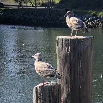 Noyo River Grill - Everyone feels relaxed when you're in such a beautiful place. - American Near Me - Fort Bragg, California