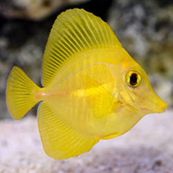 Coral Sea Aquariums