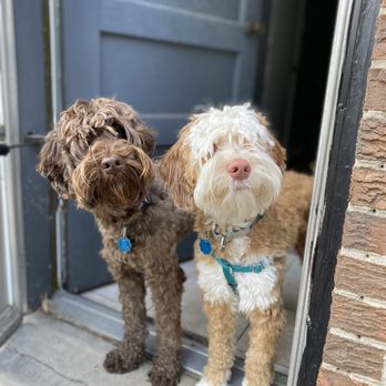 Pawsitively Pets - Pet Training Near Me Pawsitively Pets - Pet Training Near Me