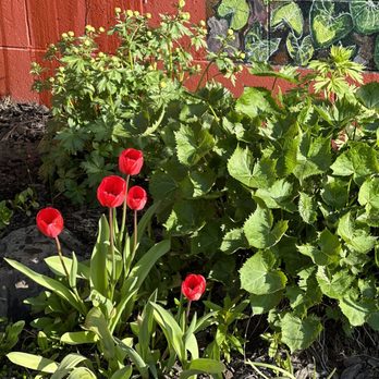 Fat Olives Restaurant - Pretty flowers outside - Italian Near Me - Homer, Alaska