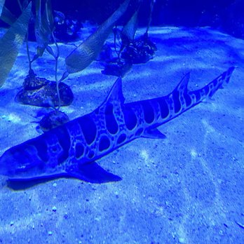 Sea Life Aquarium - Aquariums Near Me - Carlsbad, California Sea Life Aquarium - Aquariums Near Me - Carlsbad, California